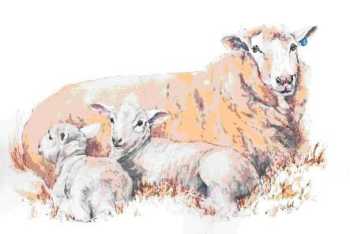 The Twin lambs